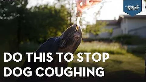 Can't Stop Coughing? Try These New Tricks to Help Your Dog Feel Better!