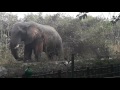 African elephant in delhi zoo