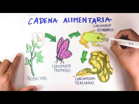 Video: ¿Cuáles son los pasos de una cadena alimentaria?