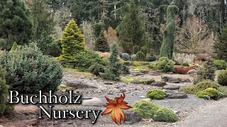 Enter the Blue Forest! Buchholz Blue Conifer Garden