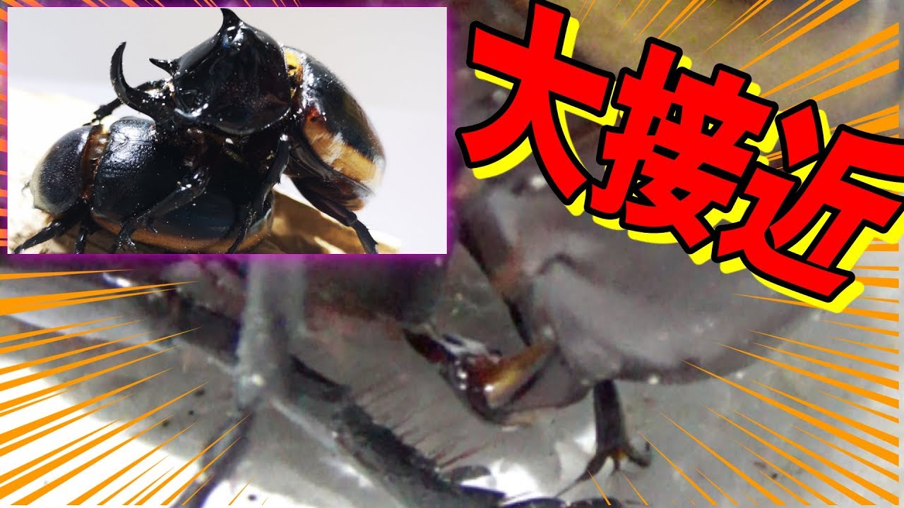 謎のオオカブト Long-awaited] The Hercules beetle with precious blood is so