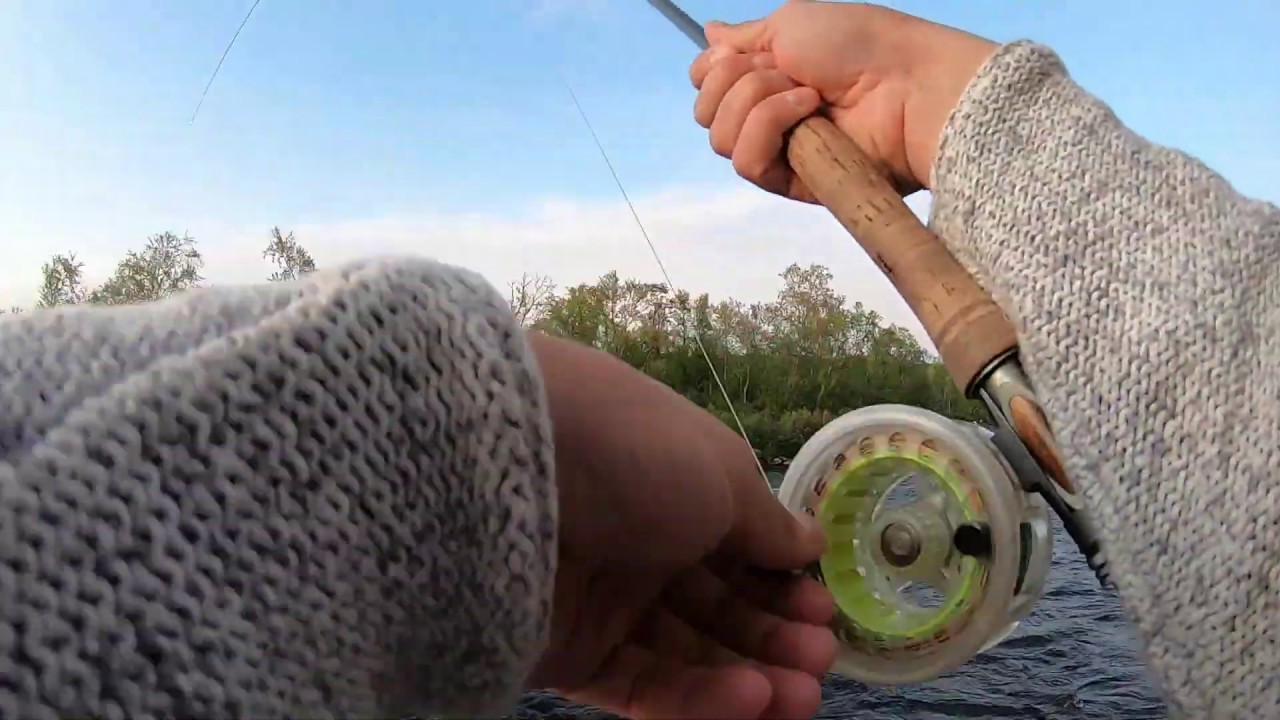 Atlantic Salmon Fly Fishing in Northern Lapland