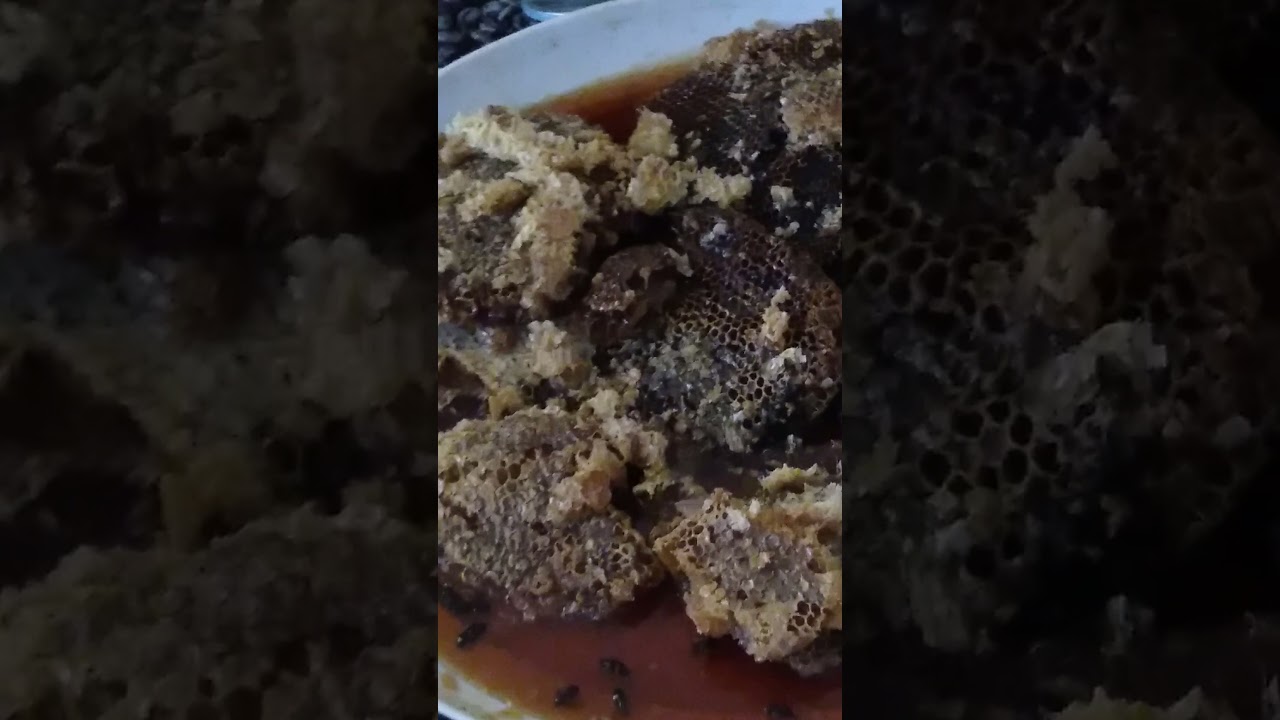 ንብ ማነብ  በጣራ ላይ አዲስ አበባ  ከተማ  ውስጥ