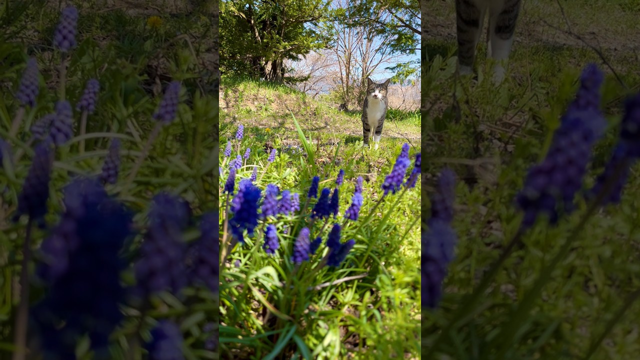 ぼくらの平和な日常