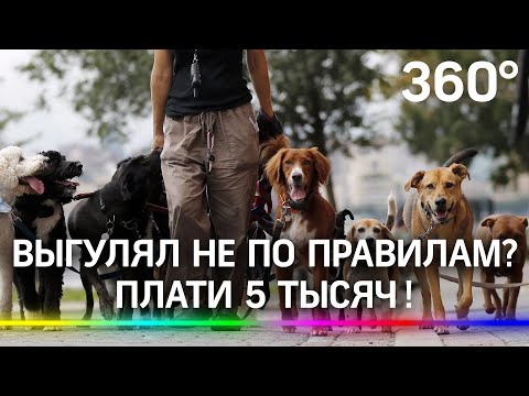 Штрафы для собачников: на сколько попадёшь, если не уберёшь за псом? Новый закон Мособлдумы