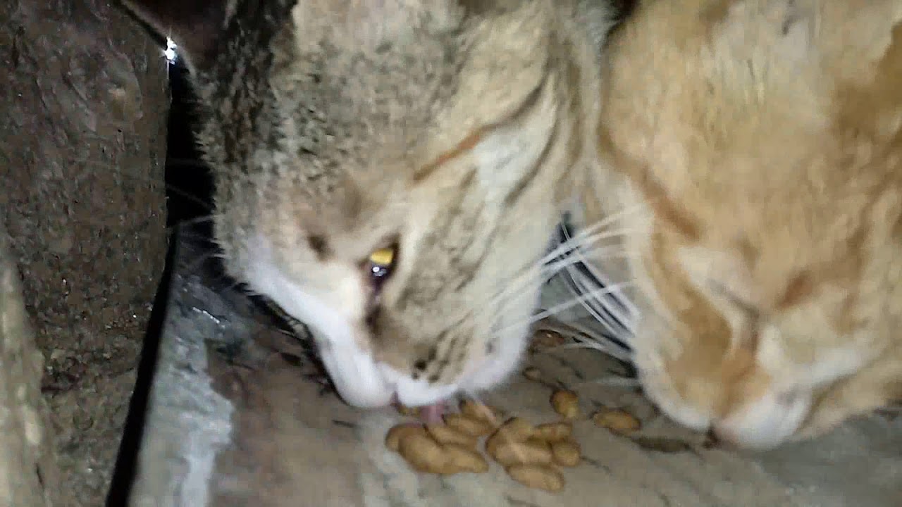 Feline Activities Feb 1011 2019part 126 KAMI etc YouTube