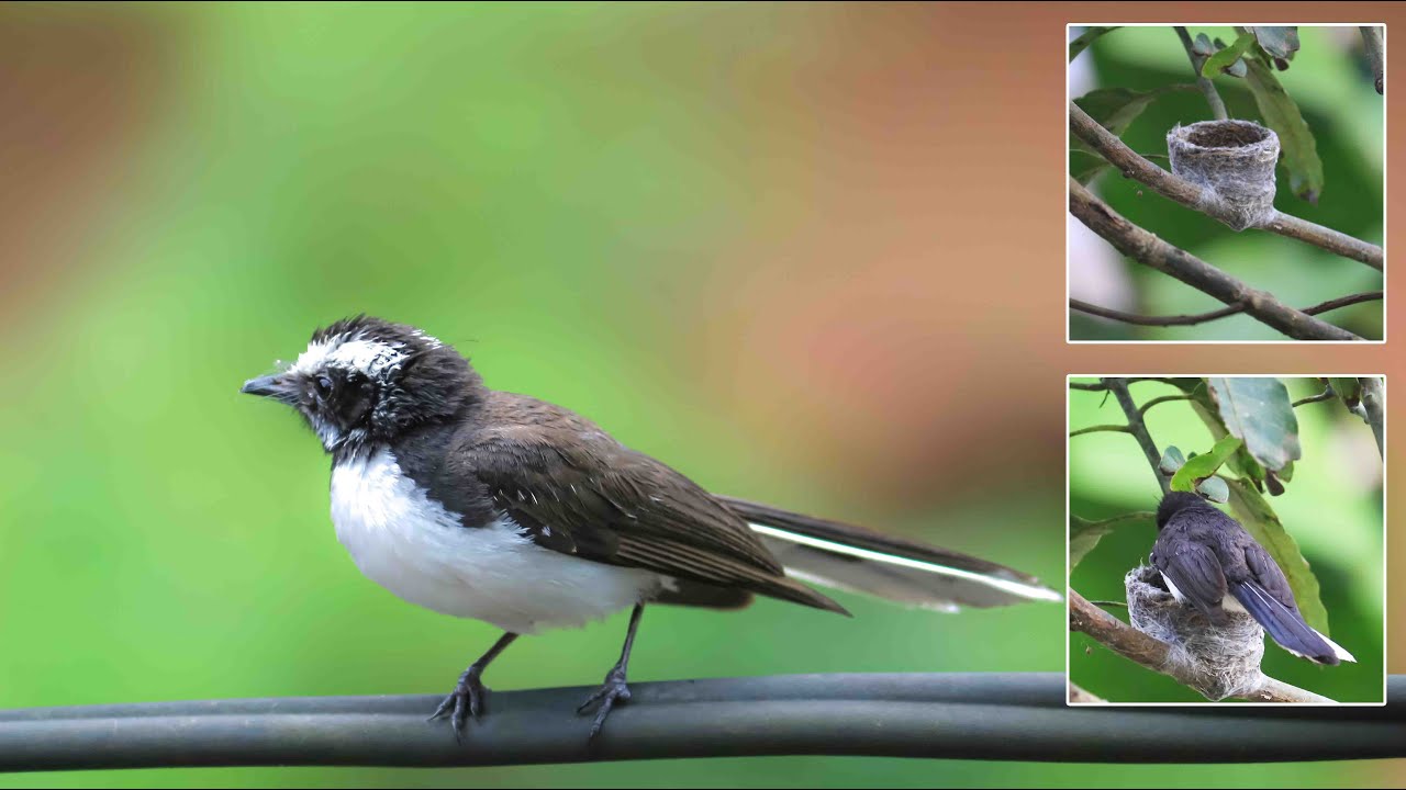 White-browed fantail make nest
