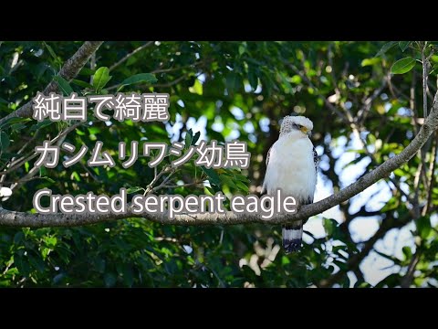 【純白で綺麗】カンムリワシ幼鳥 Crested serpent eagle