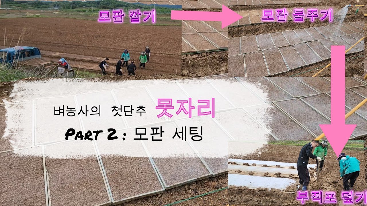 직이네 벼농사의 첫단추 못자리 Part 2 모판 세팅 #모판 #못자리 #벼농사 - YouTube