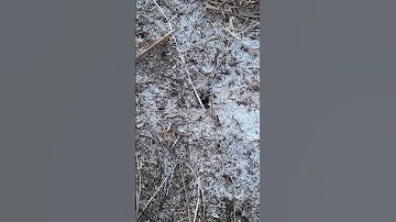 Что будет если посыпать муравьёв сахаром?) #shorts #short #сахар #муравьи #эксперимент
