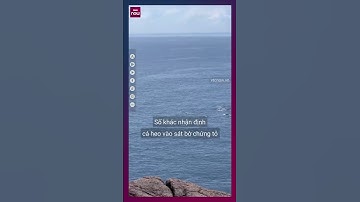 Du khách Phú Yên thích thú xem đàn cá heo xuất hiện gần bờ biển Mũi Điện | VTC Now