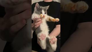 Download Lagu Hij wacht tot ik knipper om mijn eten te stelen 😂 MP3