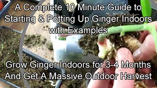 A Complete 10 Minute Guide to Starting & Potting Up Ginger Indoors: Get a Massive Outdoor Harvest!