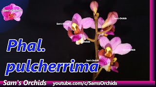Phalaenopsis pulcherrima orchid blooming 2020/11