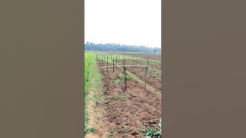 Making Frame in Pointed Gourd Field #shorts