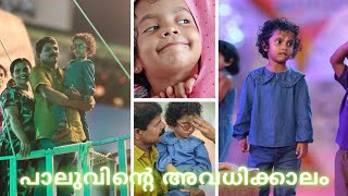 പാലുവിൻ്റെ അവധിക്കാല ആഘോഷങ്ങൾ