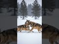 fight