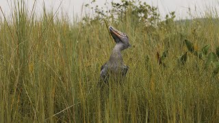 Shoebill Mabamba Swamp Wetland Ecosystem | Uganda