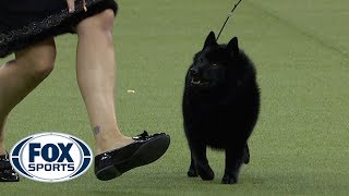 Group judging for the NonSporting Group at the 2019 Westminster Kennel Club Dog Show | FOX SPORTS