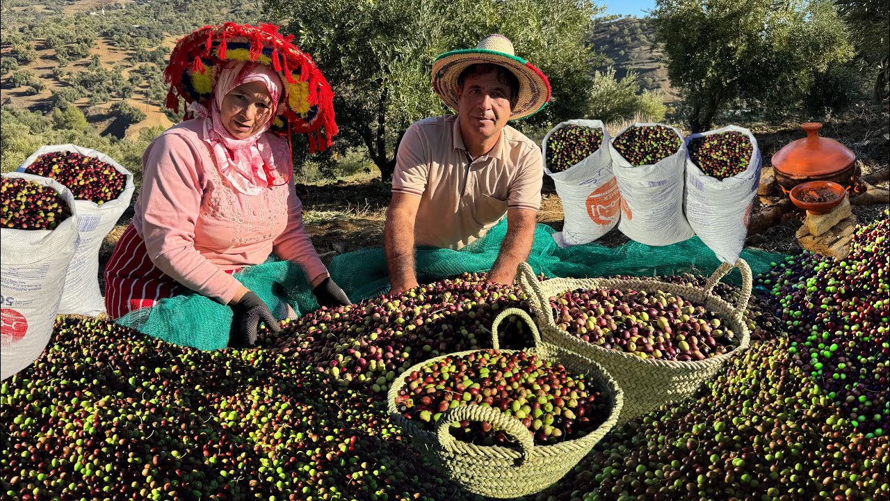  إنطلاق جني الزيتون بعد هطول المطر في قرية جبلية 