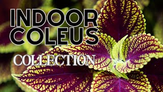 Explore Indoor Coleus Collection: 48 Varieties Displayed! Coleus Plant Varieties