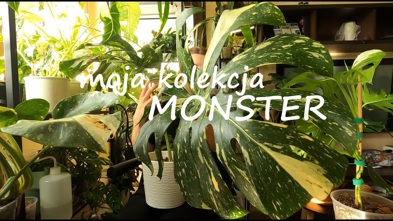 Monstery | moja kolekcja