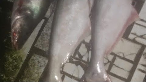 Điểm câu cá út siêu to.mòi tép câu cá út siêu nhạy.cách chọn điểm câu cá út.