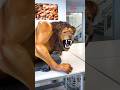 The Chocolate Lion рџ Ѓ This One Is Massive 6ft Talk For 180lb Of Chocolate Amauryguichon Lion The Chocolate Lion рџ Ѓ This One Is Massive 6ft Talk For 180lb Of Chocolate Amauryguichon Lion