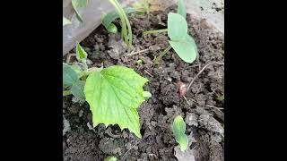 cucumber seed Brockley seed growing vegetables #gardening #food #nature #gardening