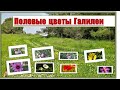 Полевые цветы Галилеи. Galilee wildflowers. Израиль. Israel