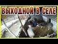 Как в селе провести выходной с пользой для свиней! Жизнь в селе!