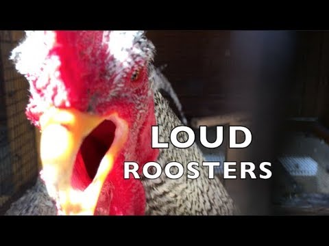 roosters-crowing-&-other-funny-rooster-sounds