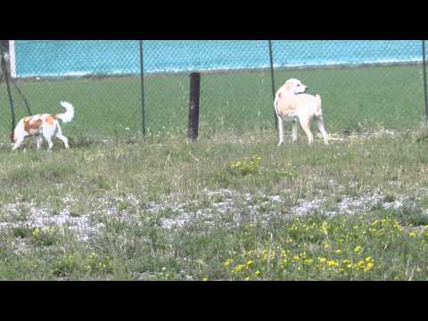 Video: Dietro La Recinzione