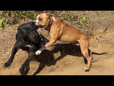 CANE CORSO VS AMERİKAN STAFF - THOR YİNE YAPTI YAPACAĞINI