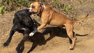 American Staffordshire Terrier Dog Breeds 101, All Info - 11 