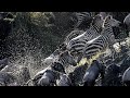 Crocodiles Eat A Zebra Crocodiles Eat A Zebra