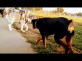 Shocking Ending When Husky Tries To Intimidate Rottweiler At Dog Park