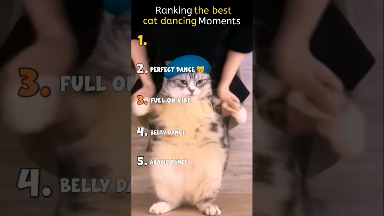 Ranking the best cat dancing moments