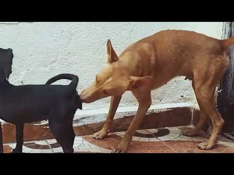 Golden Retriever Becomes Obsessed With The Puppy 🤣//The Dodo