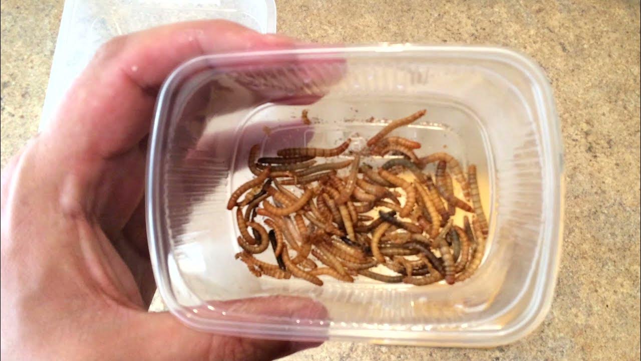 Чем кормить мучного червя в домашних условиях