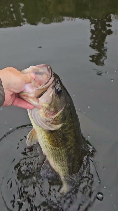 7.8 Keitech!! #bassfishing #bass #shortsvideos #keitech #swimbait79 #pnwbass #swimbaitfishing #fish