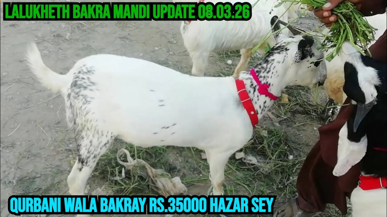 lalukheth bakra mandi update 08.03.26 Qurbani wala bakray Rs.35 hazar sey
