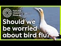 Seabird City and Bird Flu Impact