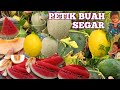 PETIK BUAH SEMANGKA SEGAR