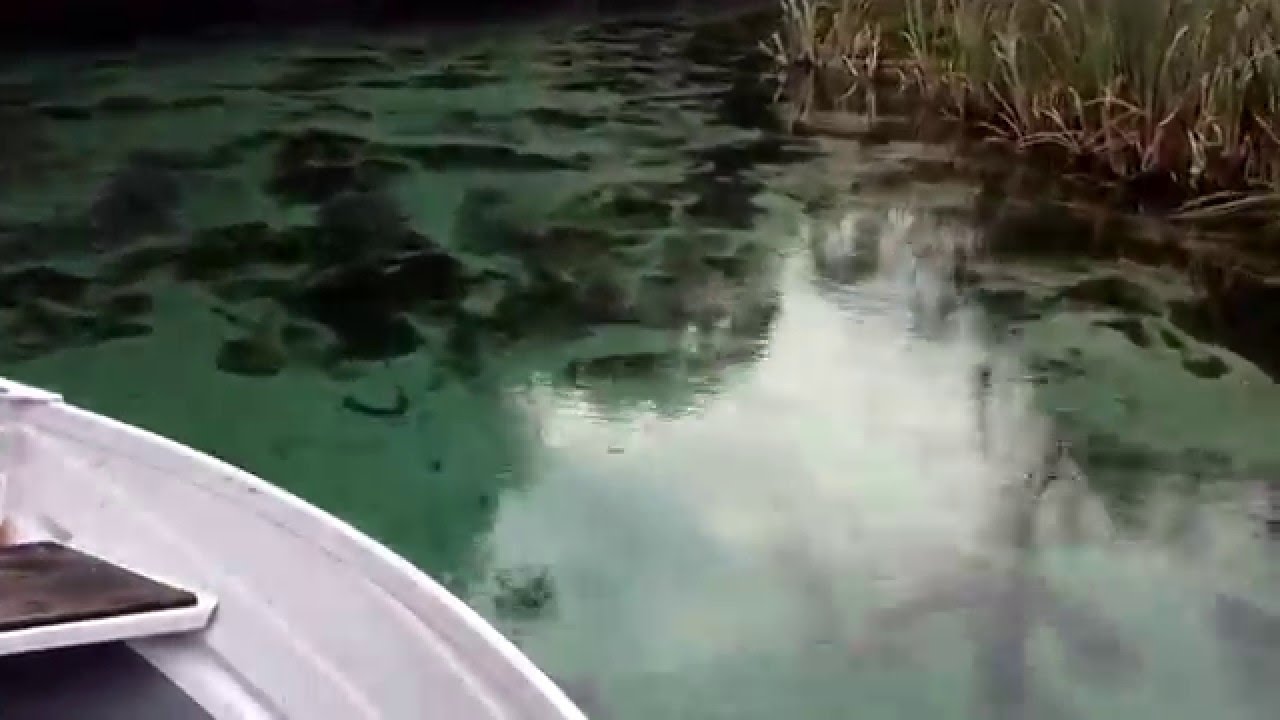 Weeki Wachee Spring River YouTube