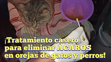 ¿El vinagre de sidra de manzana elimina los ácaros del oído en los gatos?