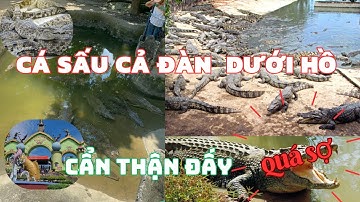 Review Hồ Cá Sấu Trong KDL Hồ Núi Cốc | Cả Một Đàn Cá Sấu | Du lịch Hồ Núi Cốc | Long Quý TV