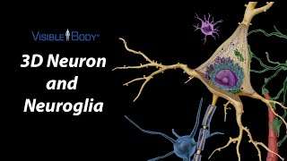 Human Anatomy Atlas 2023＋ | New 3D Neuron Microanatomy Model