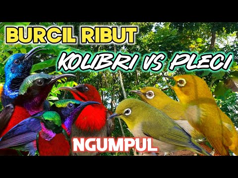 Suara pikat Mp3 burung pleci dijamin 100% Ampuh..