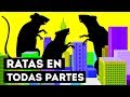 ¿Por qué las ciudades no pueden deshacerse de las ratas?